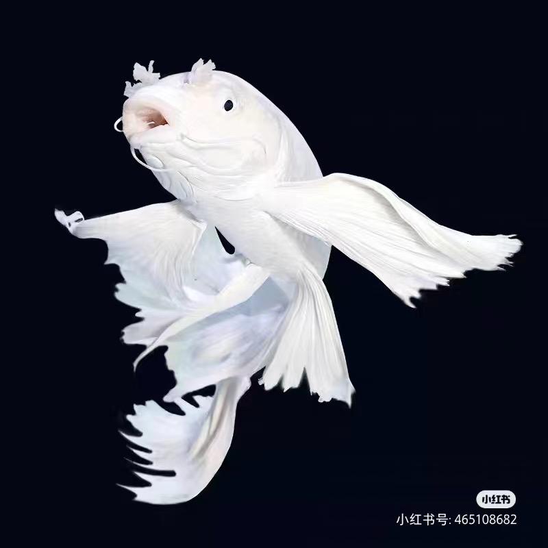胖哥蝴蝶鲤