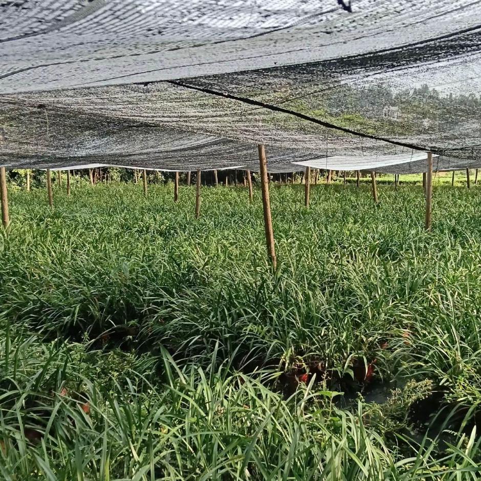 松树兰苑