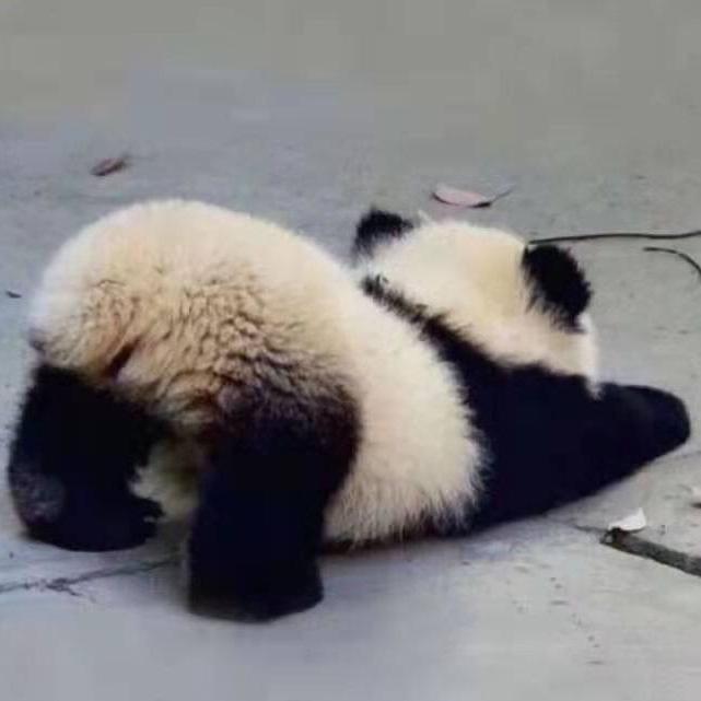 叶子陵