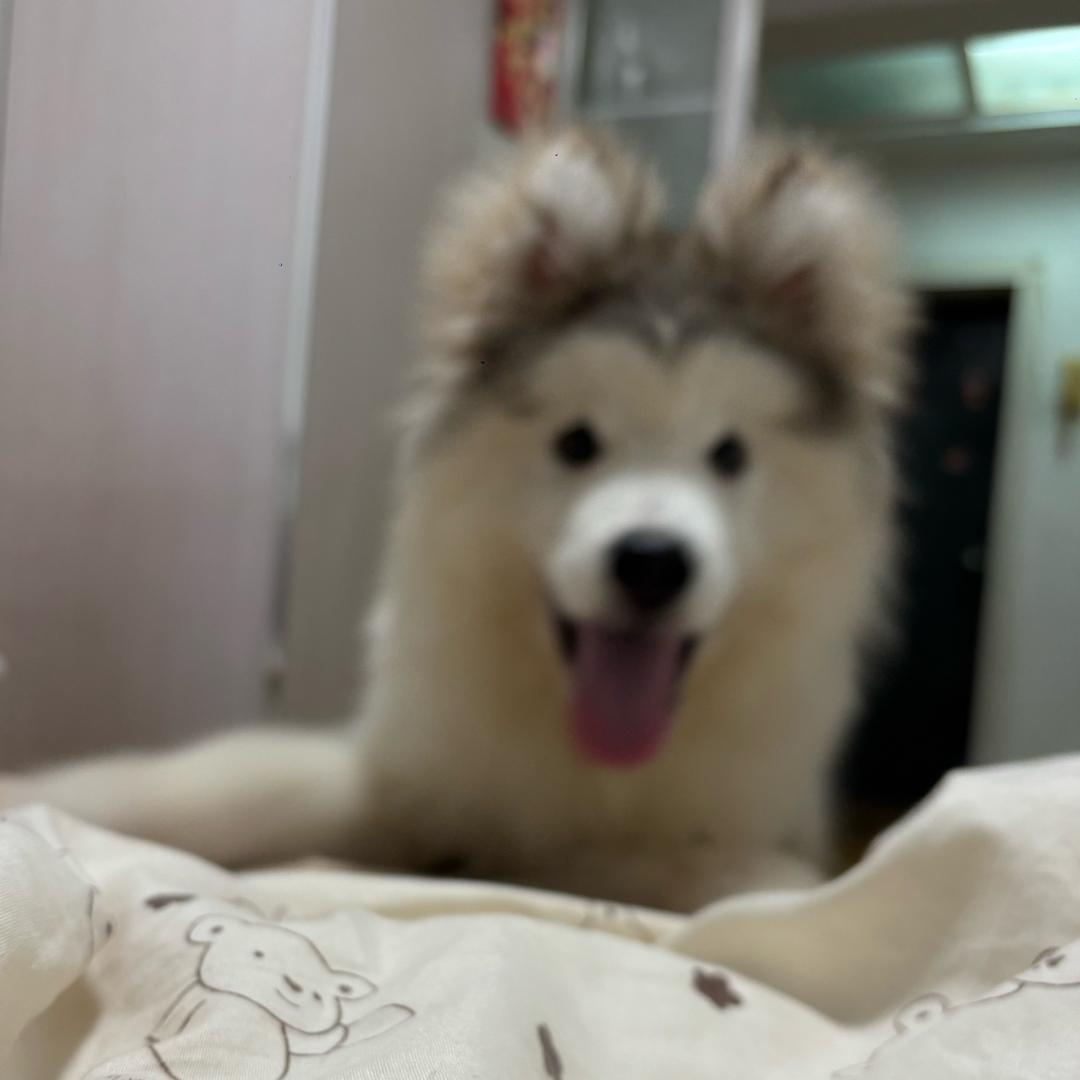 福宝的麻麻