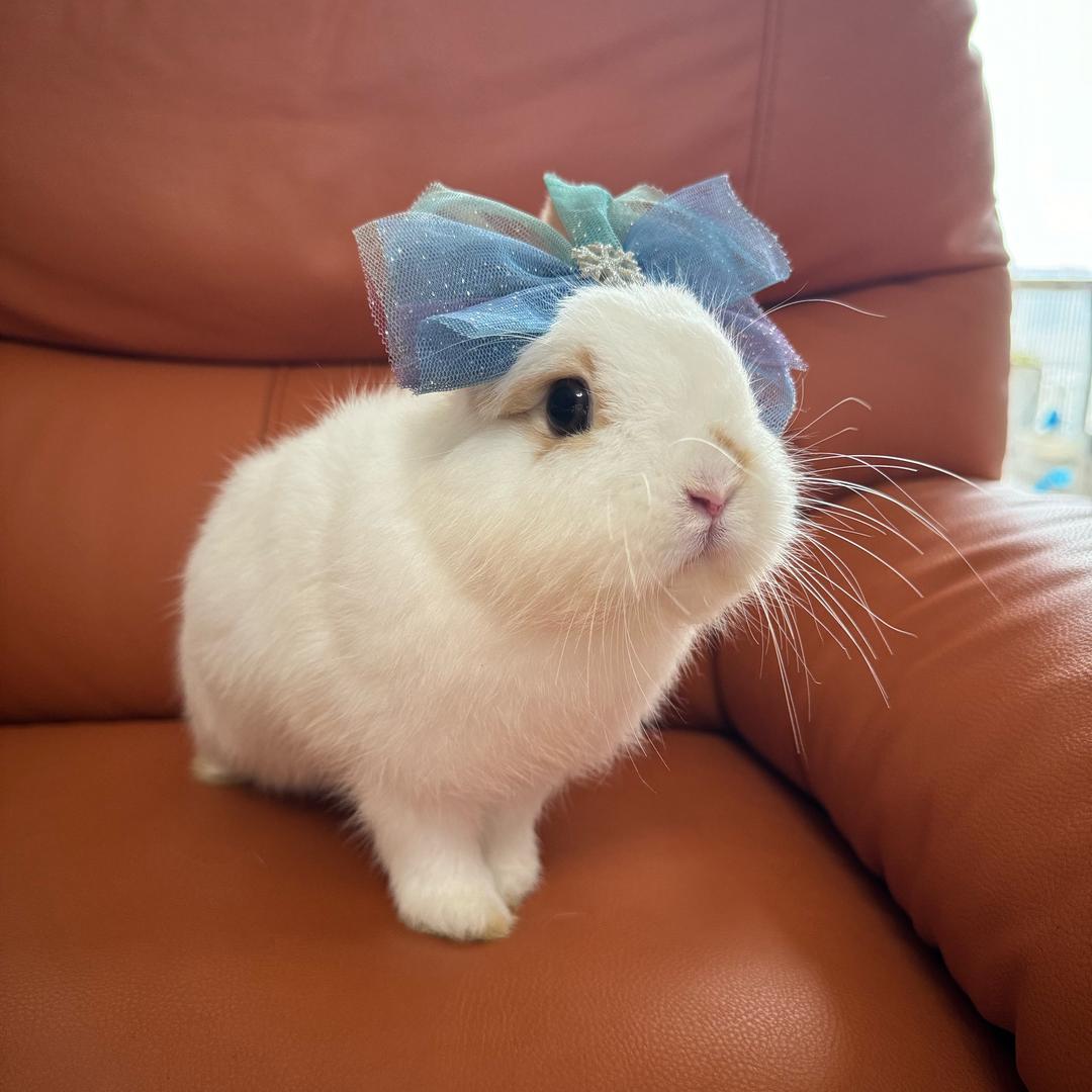 是只小兔叽^_^