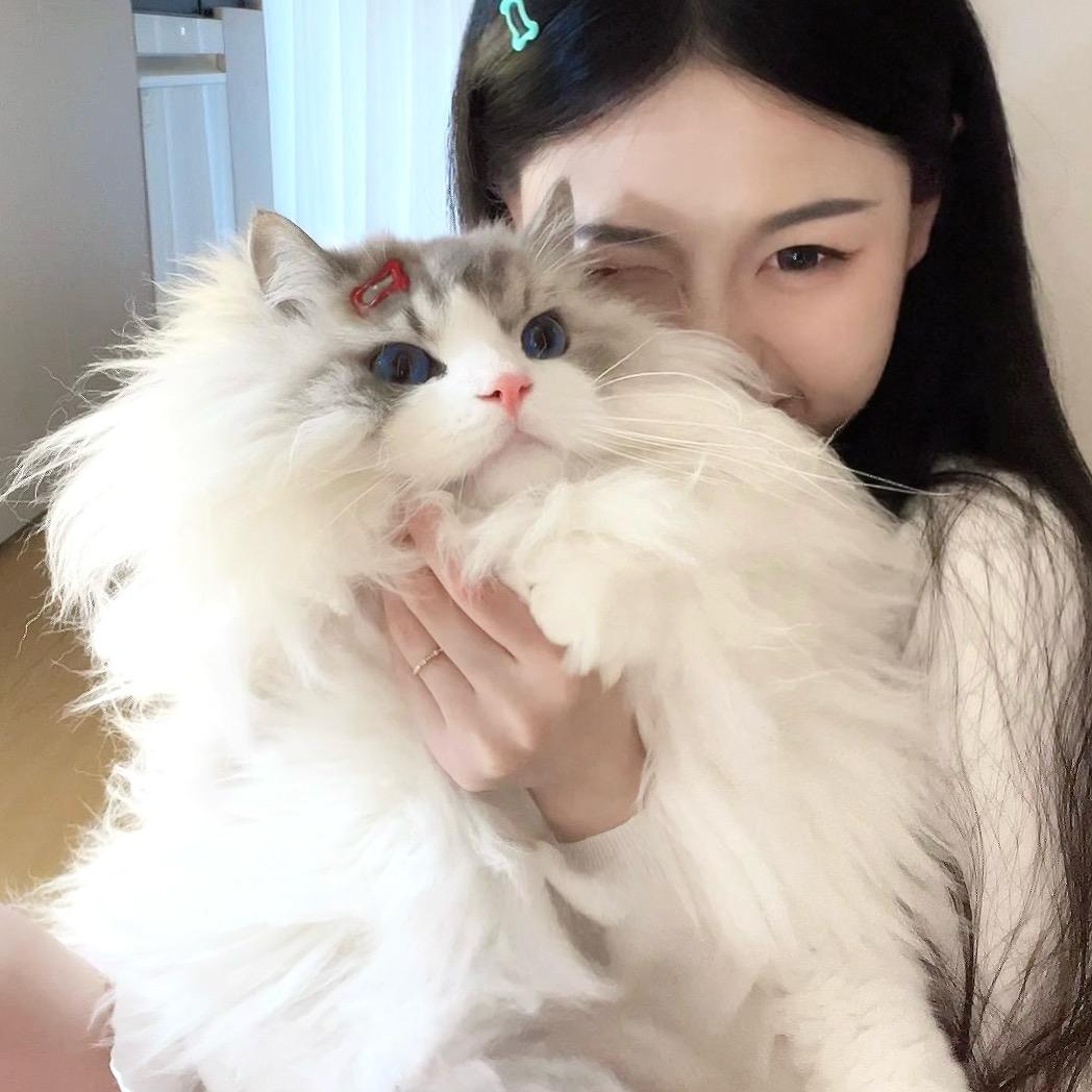 笨蛋臭灰灰