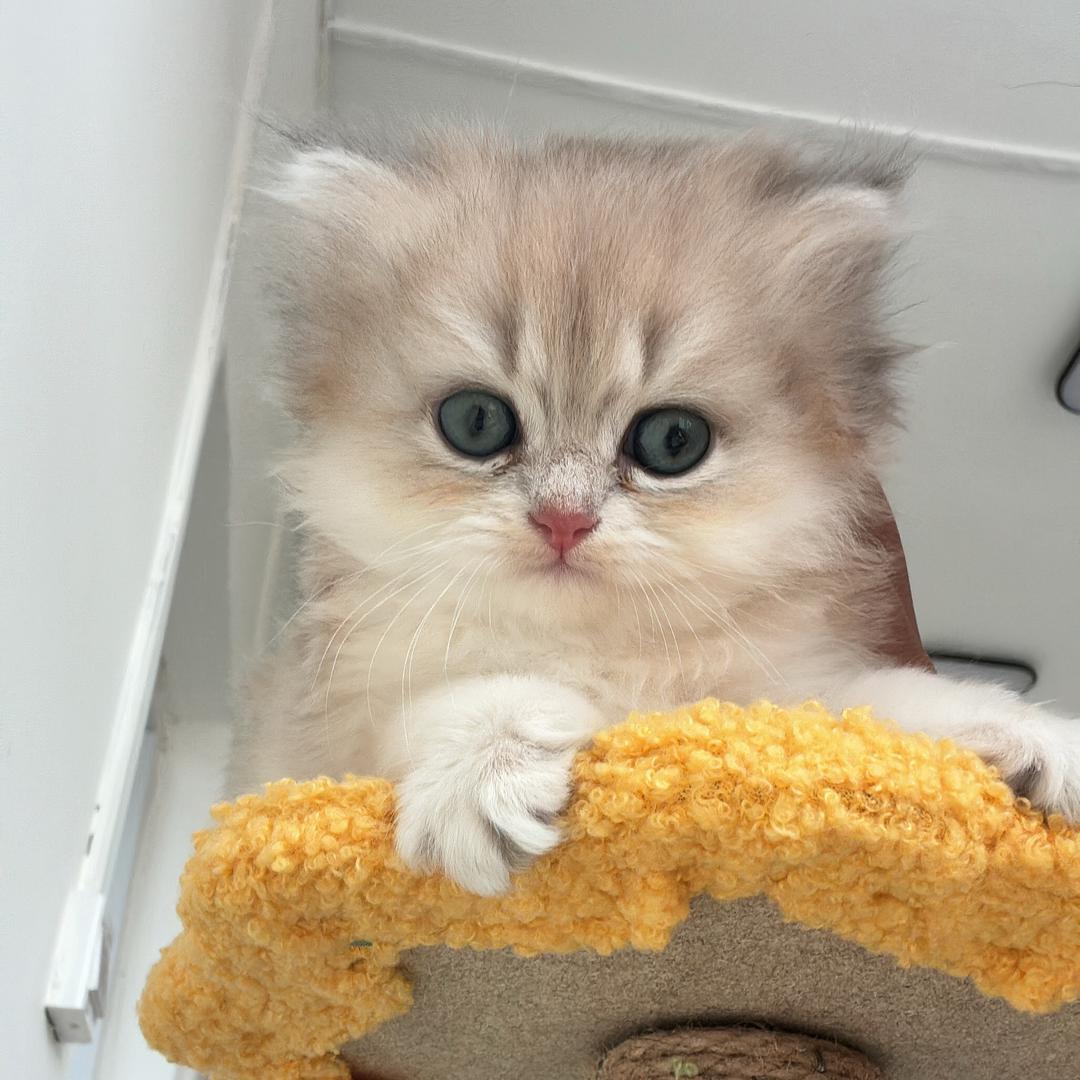 锤锤是只猫（送猫咪版）