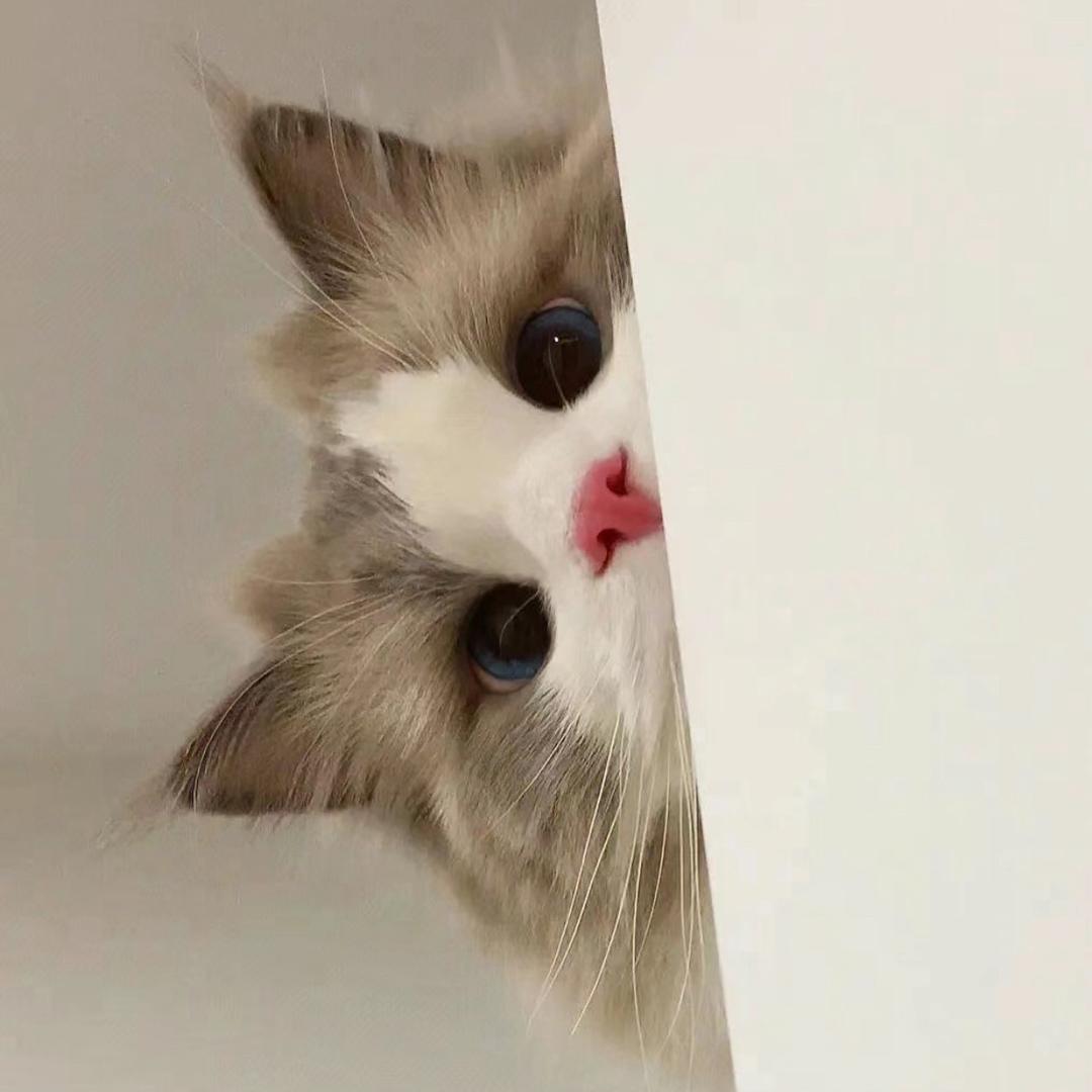 荣荣不吃🐟