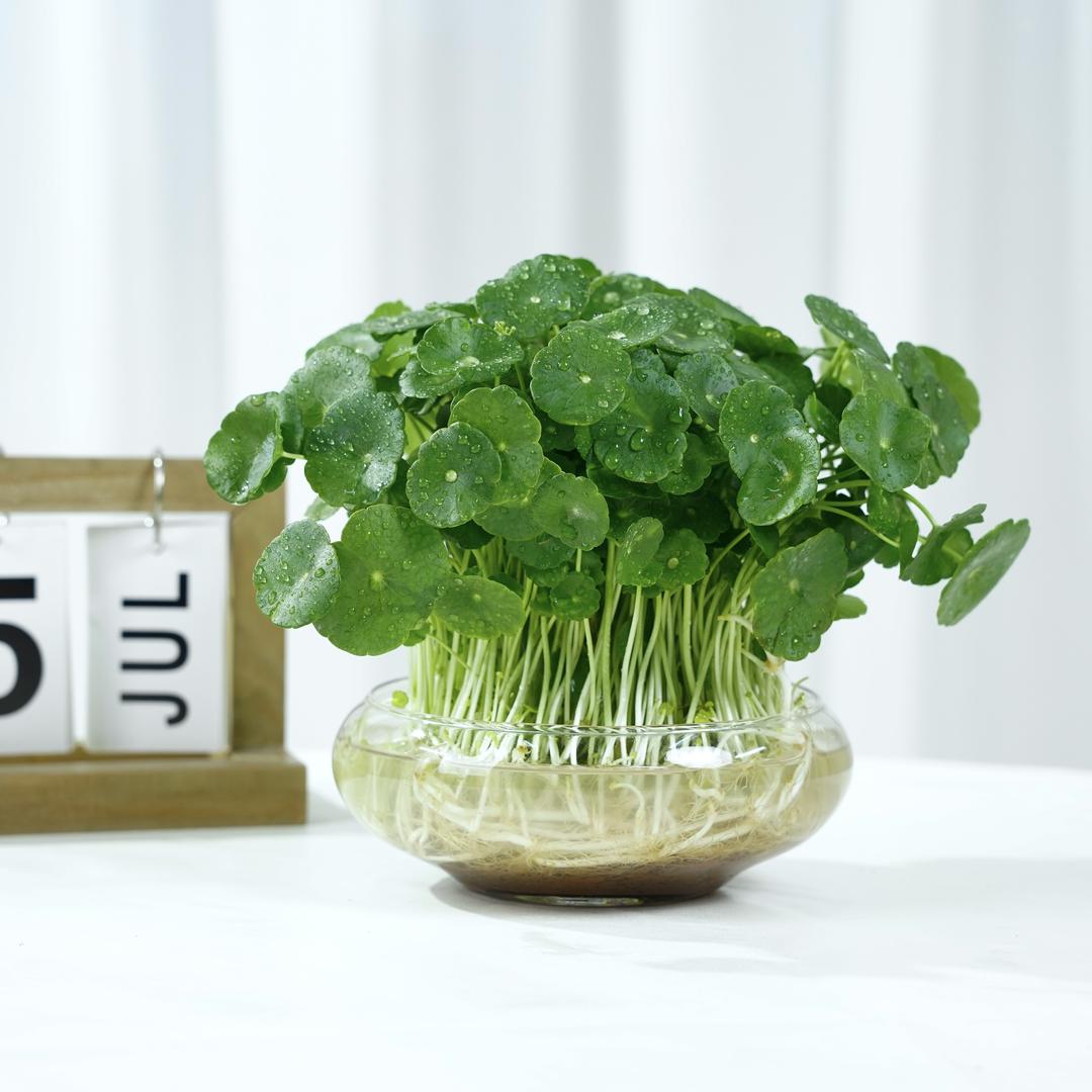 花家绿植店
