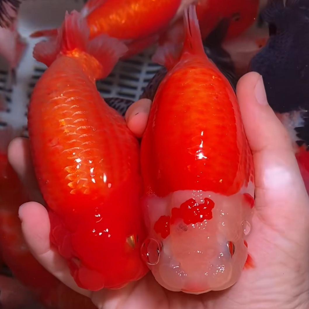 兰寿世家观赏鱼