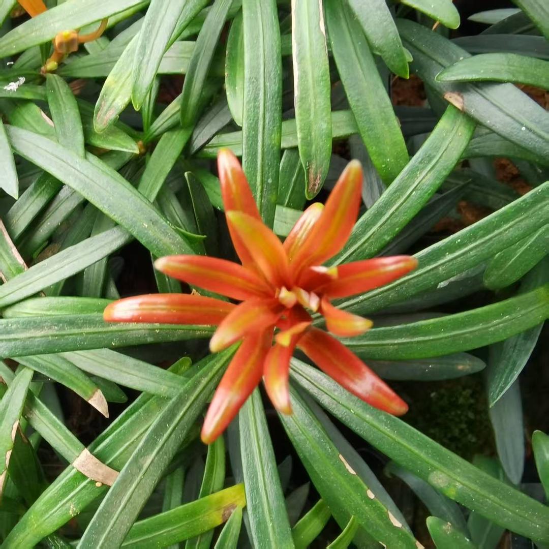禾林苗木