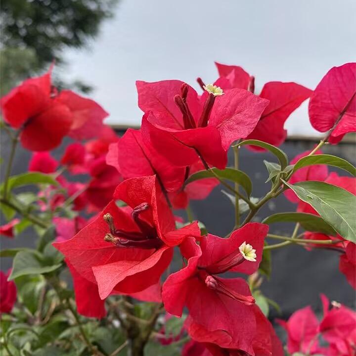 红叶爱种花