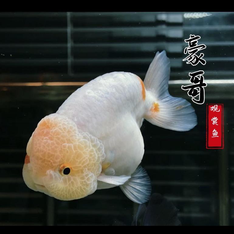 豪哥观赏鱼