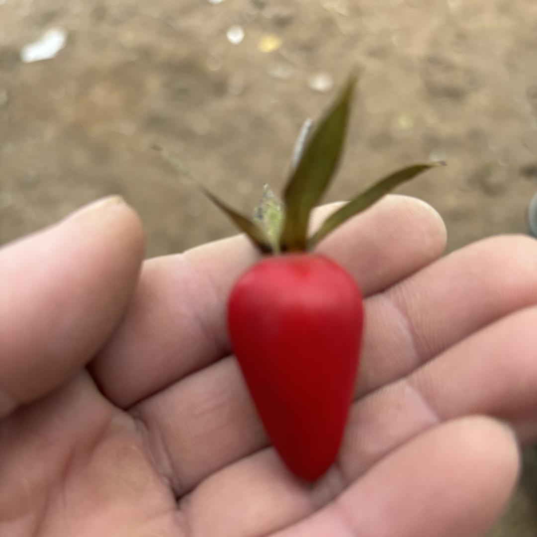 枫燕绿植