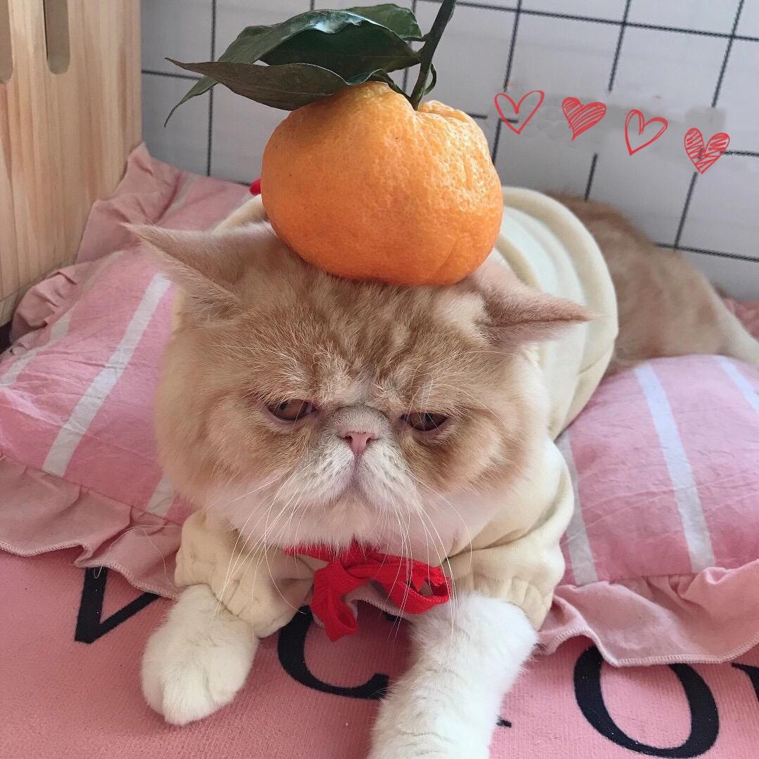 大橘已定🍊