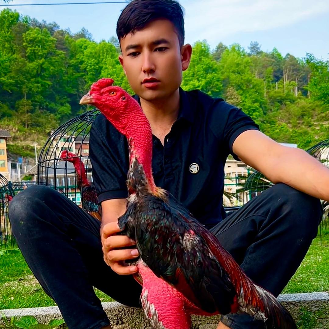 千好友越南斗鸡养鸡场