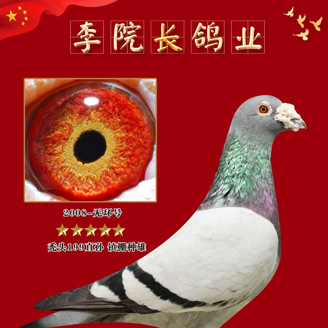 小李信鸽