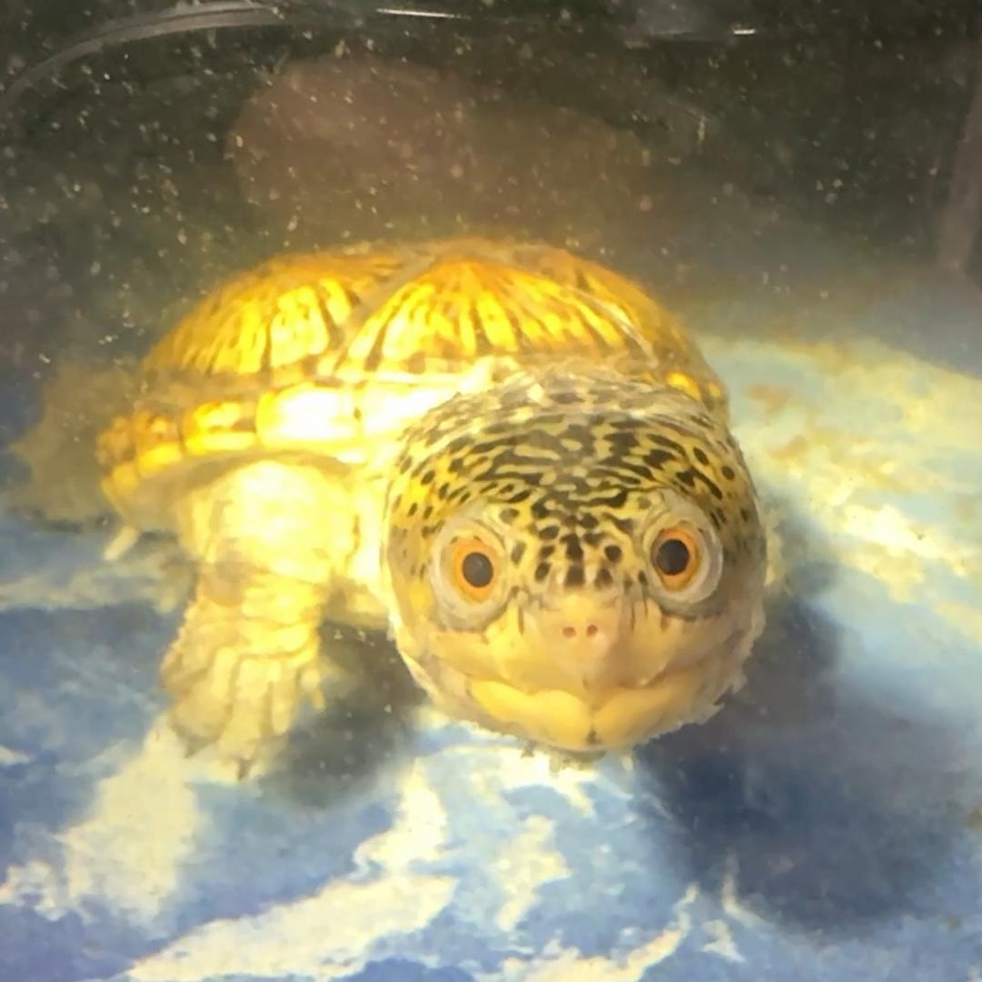 八方蛋龟