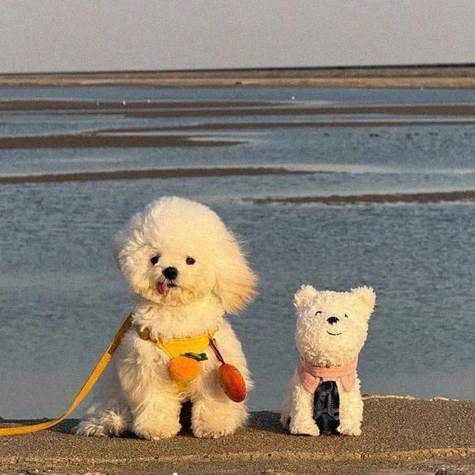 06🐶