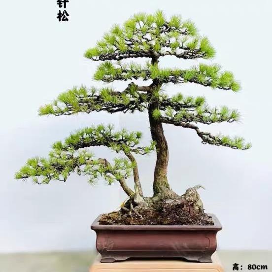若无盆景