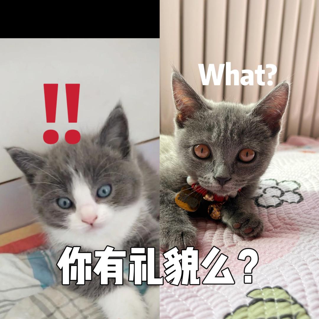 辛妤晰