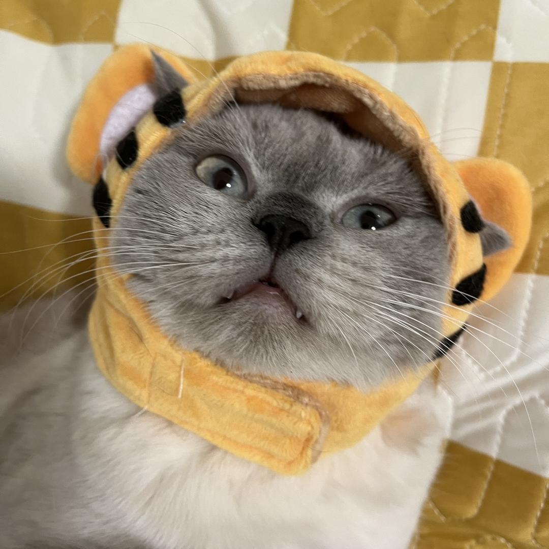 二狗不是狗