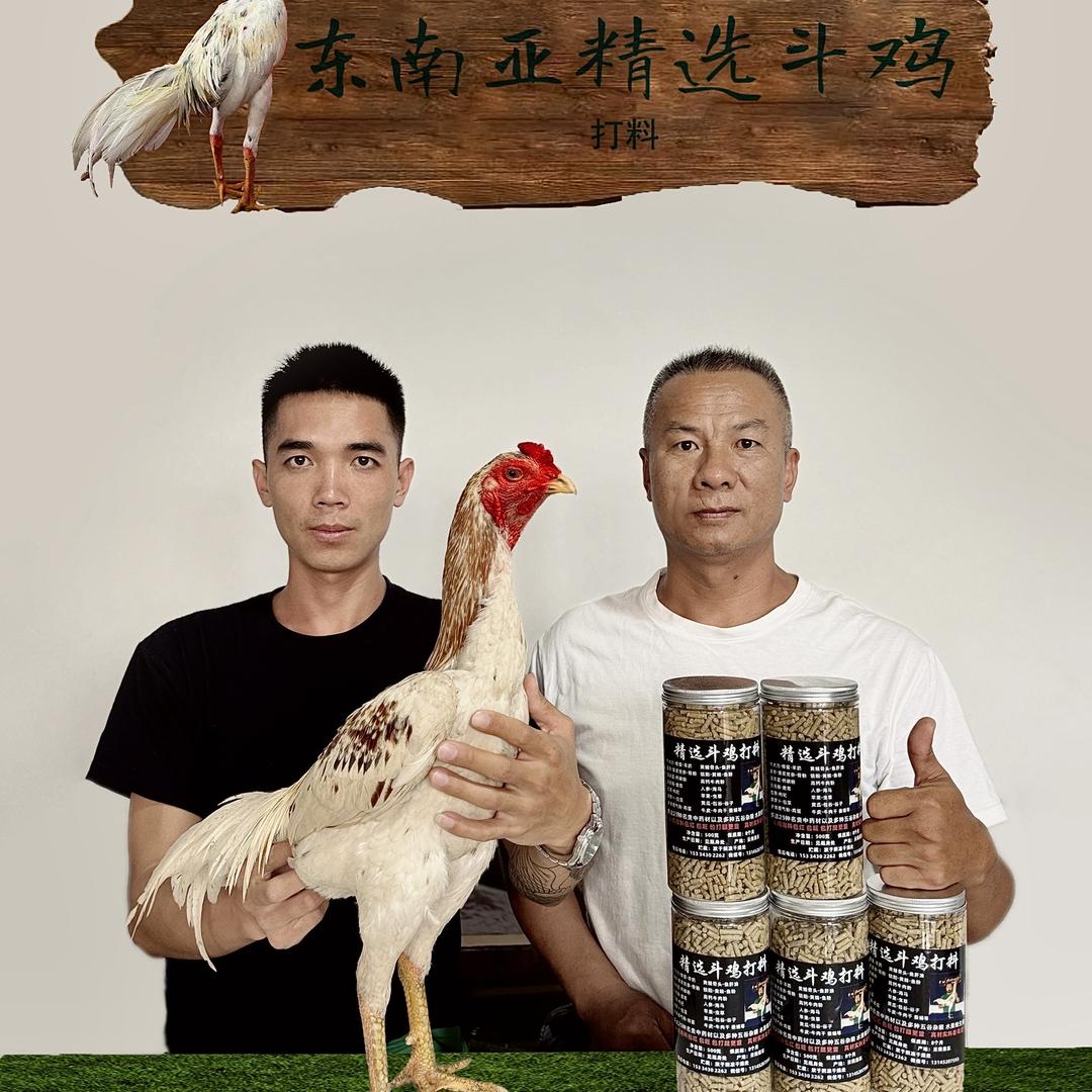 东南亚精选斗鸡