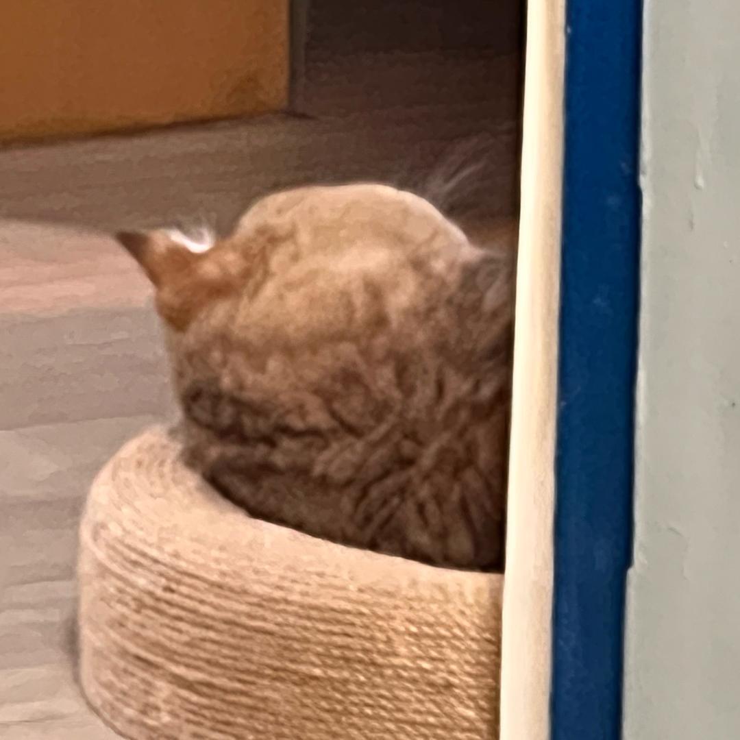 鱼鱼鱼鱼鱼🐟