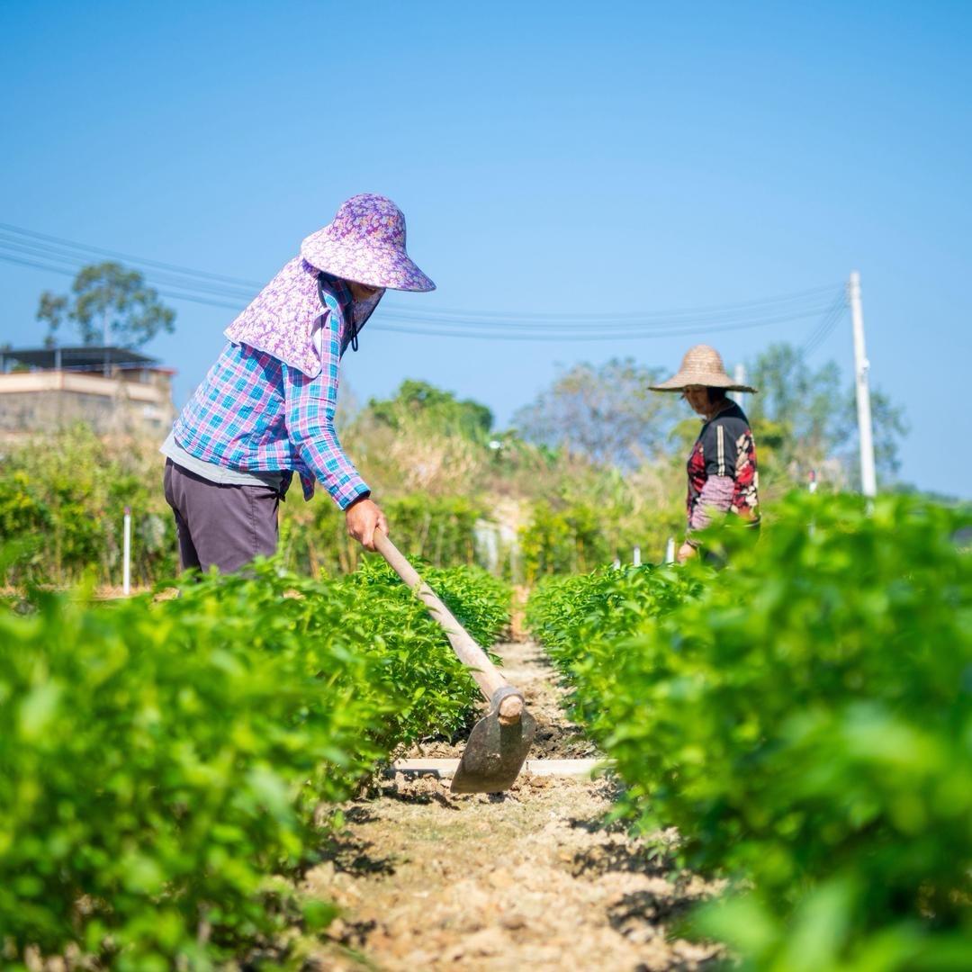 小小菜园大丰收