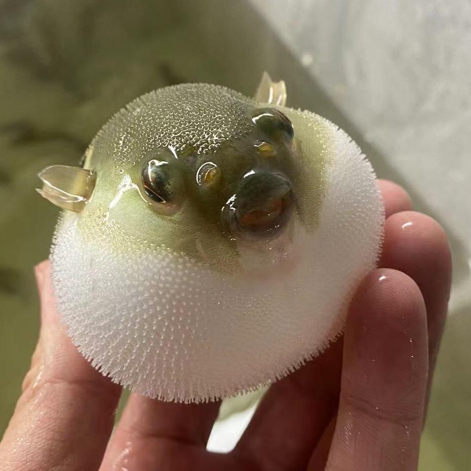 小耳朵水族店