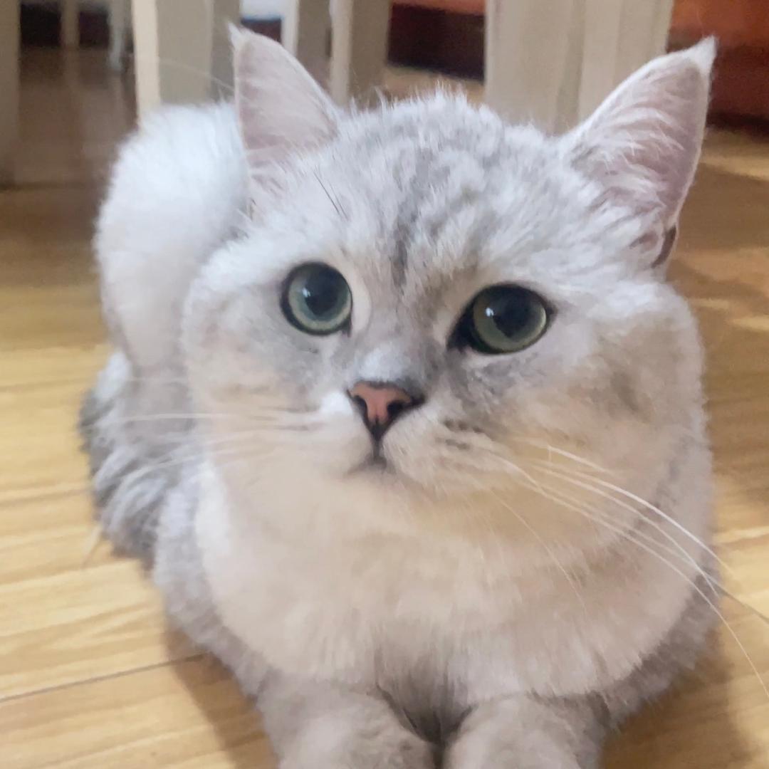 猫总