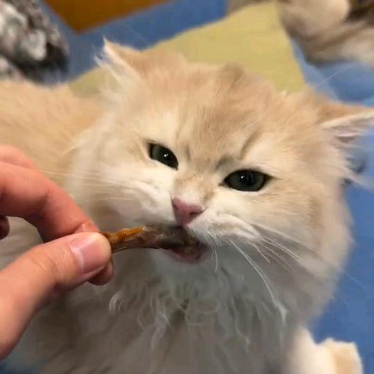 章鱼小兔子