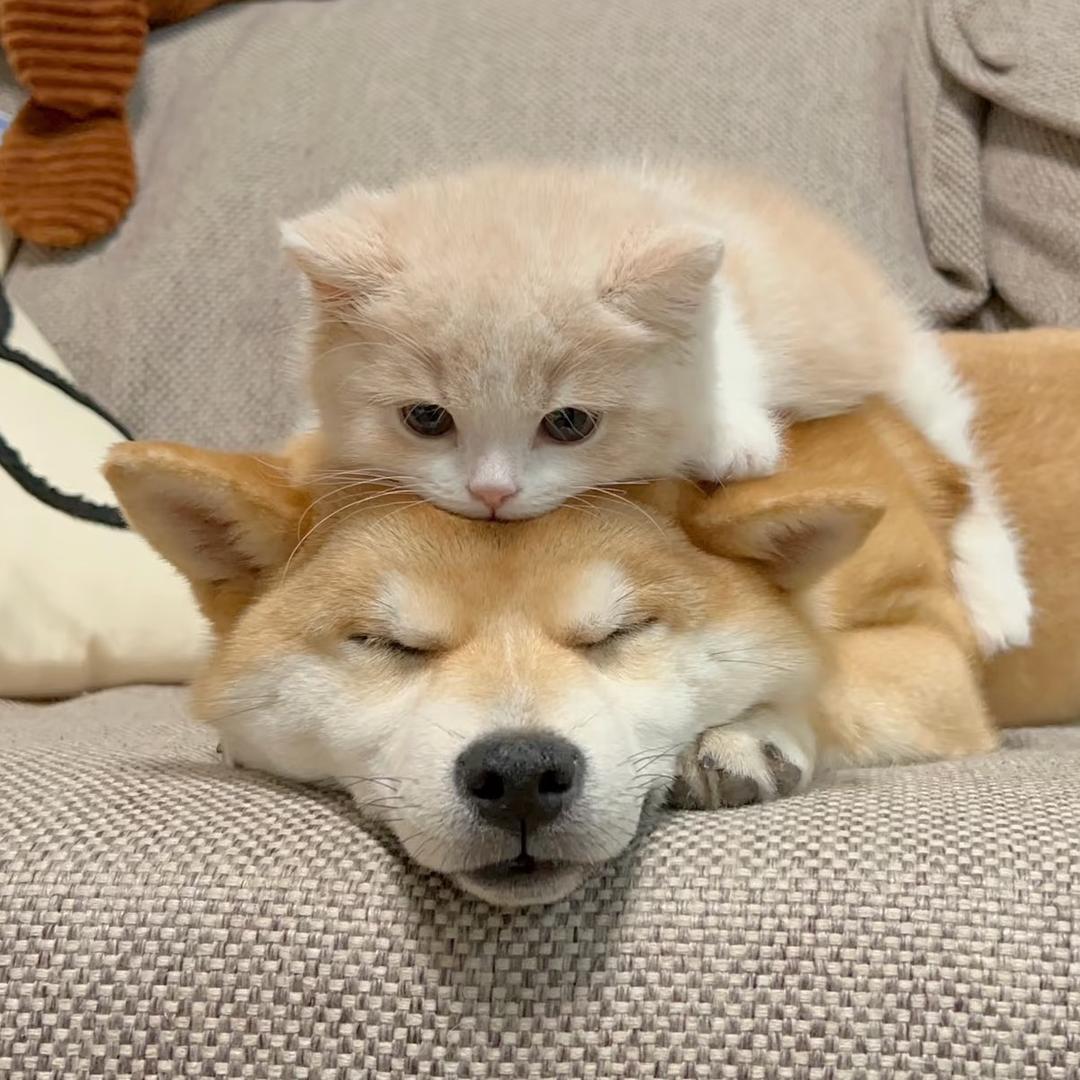 南通正规犬舍猫舍-大通名宠