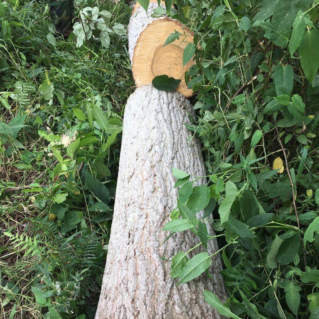 木头达人《承蒙厚爱》