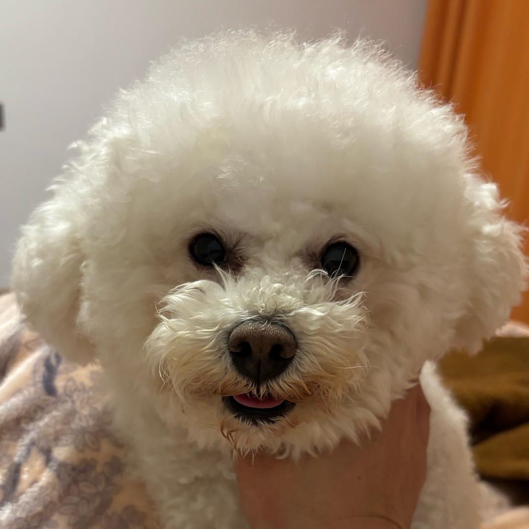 小太阳