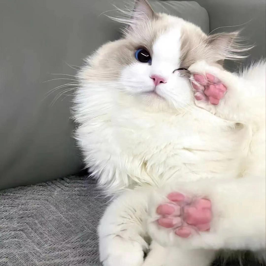崽崽。