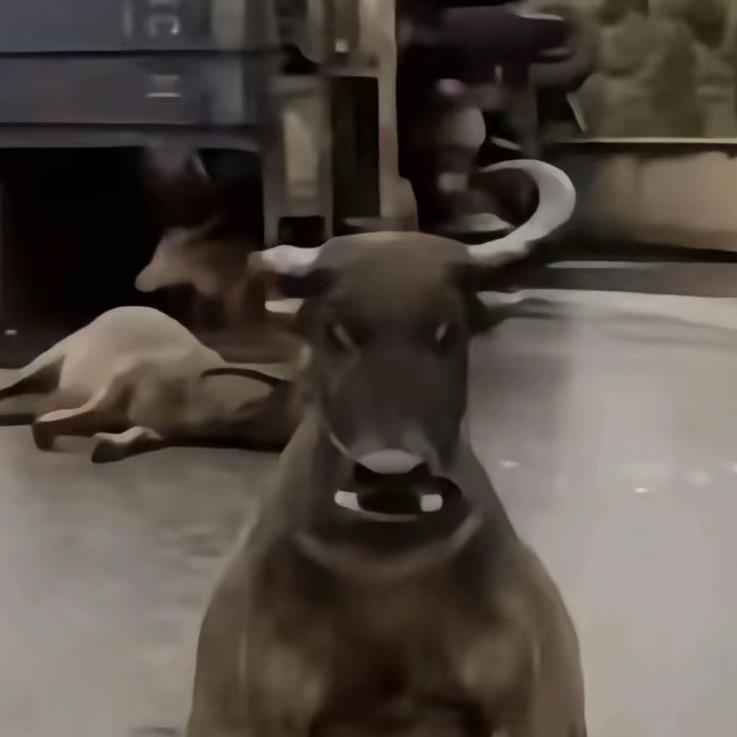 🐮🐮🐮