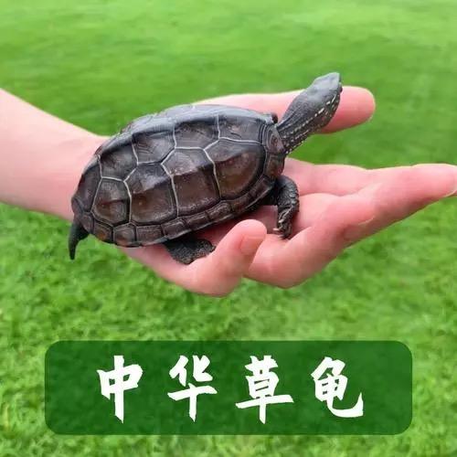 君子爱龟