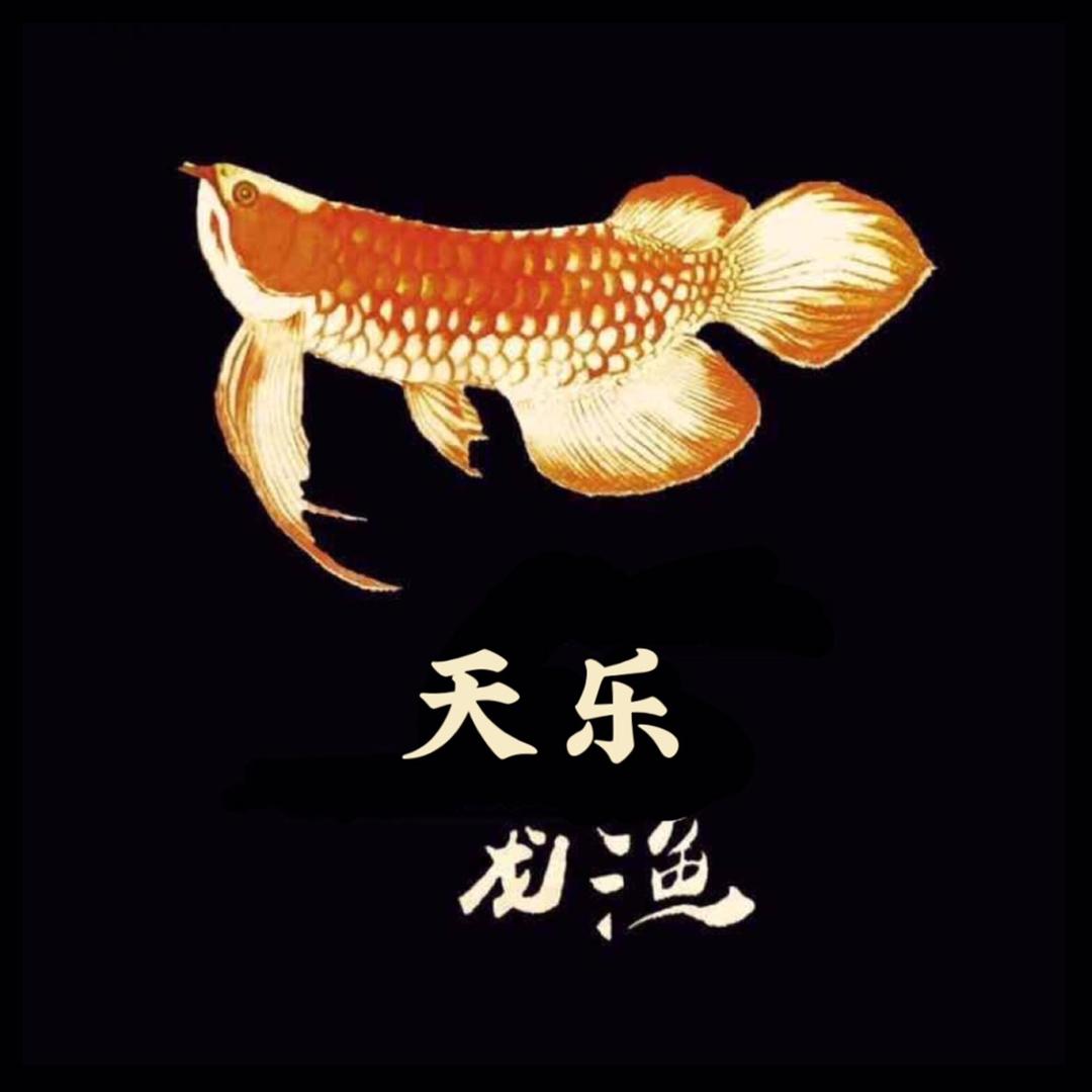 天乐龙鱼