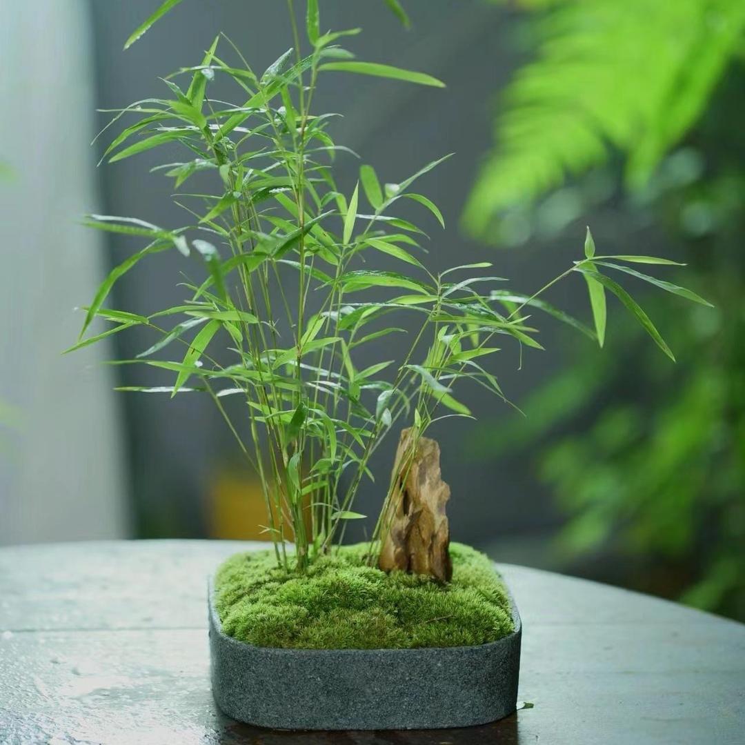 竹缘小舍