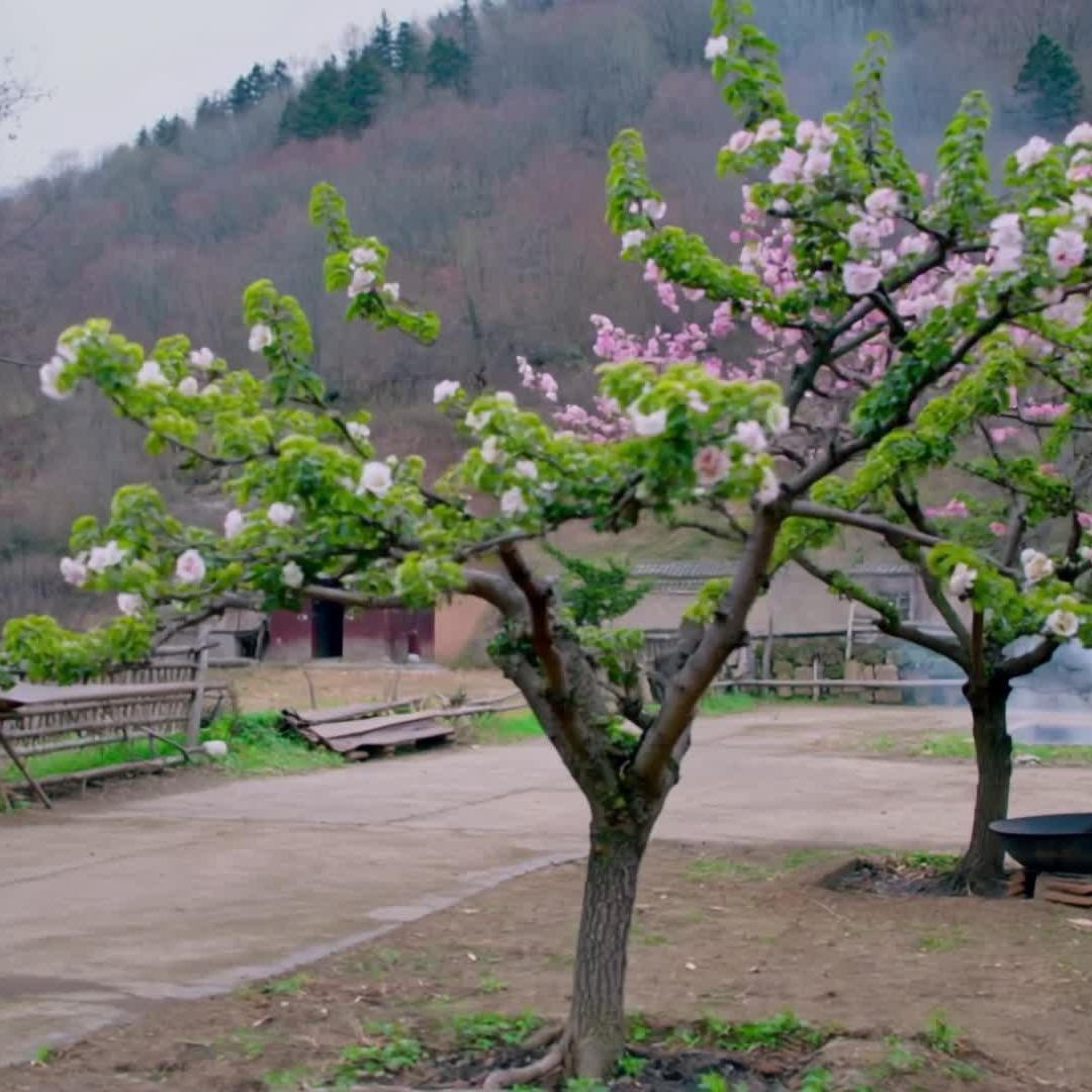 铁蛋的乡野日记