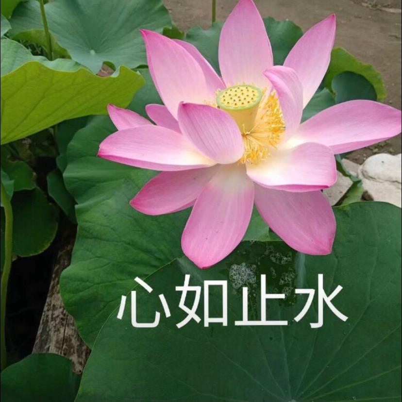 老李说事