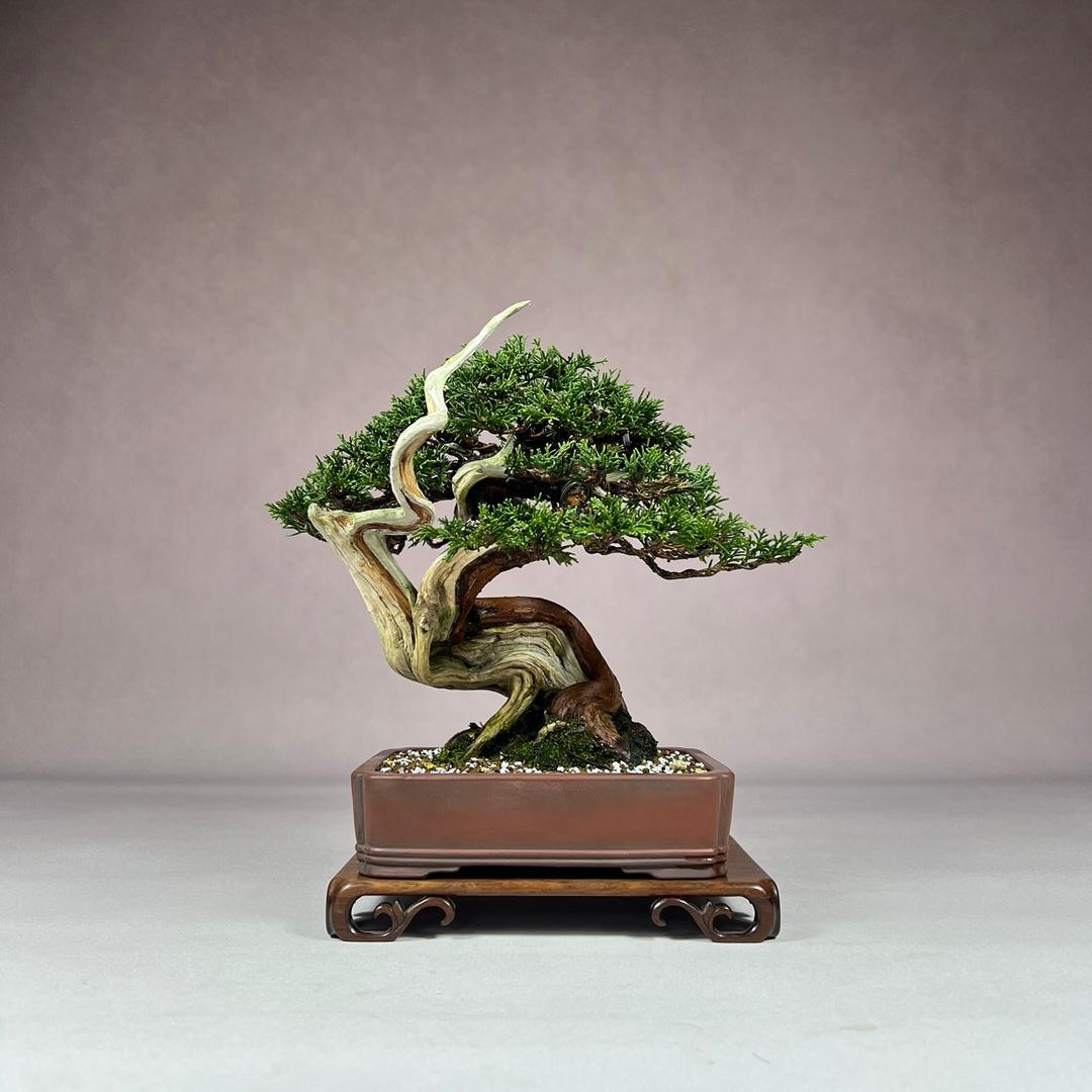 肆芳庭