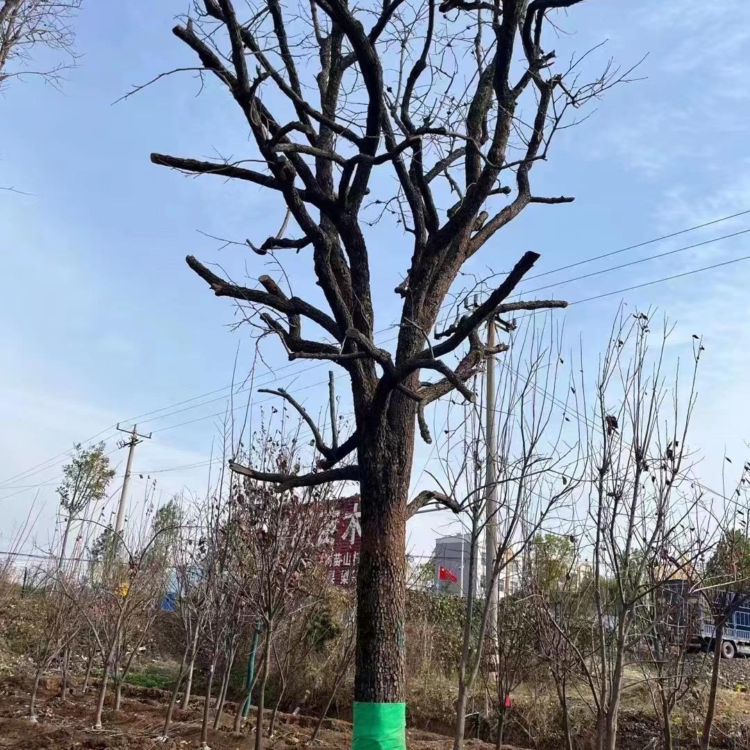 凯旋果树苗基地