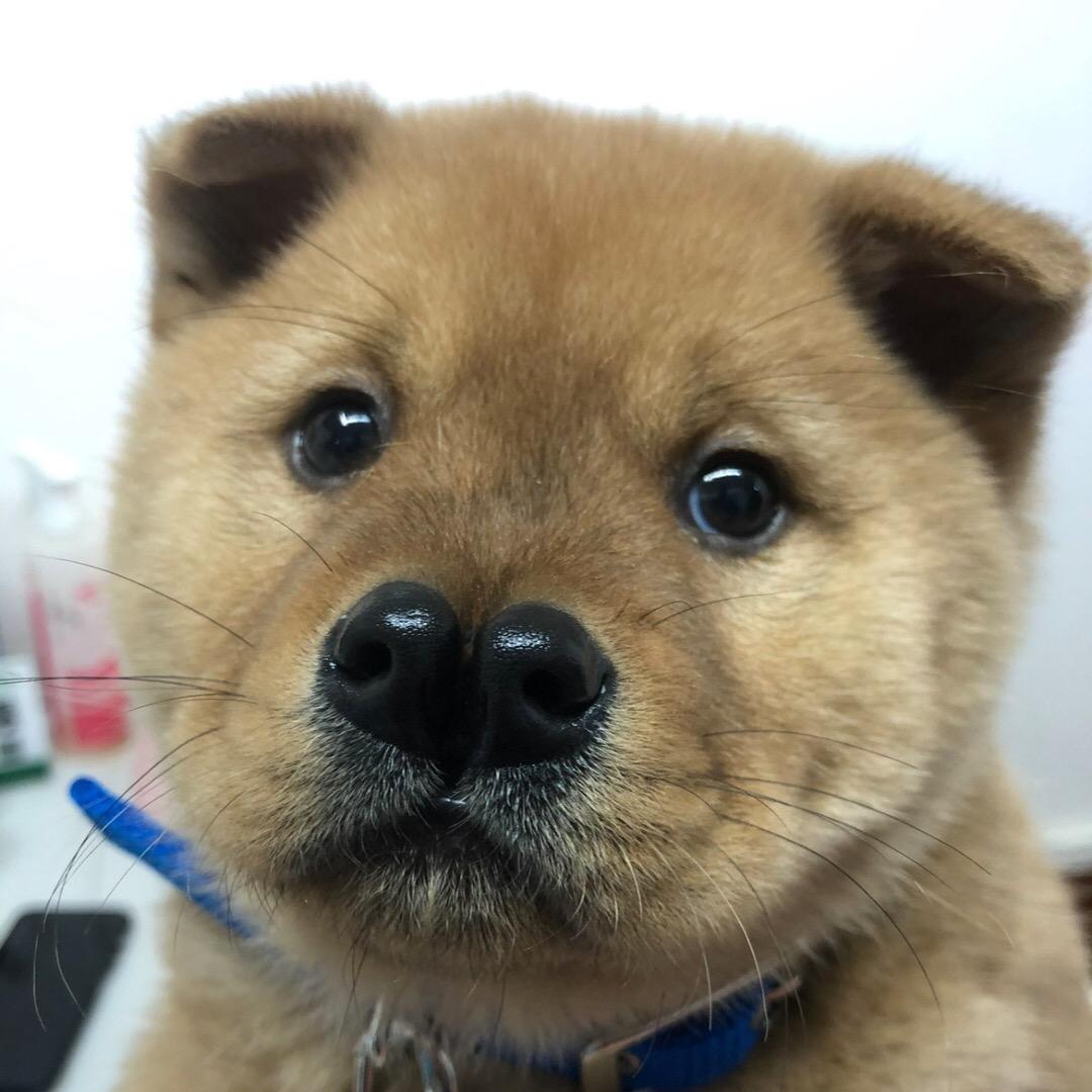 因双目失明退役的排爆犬
