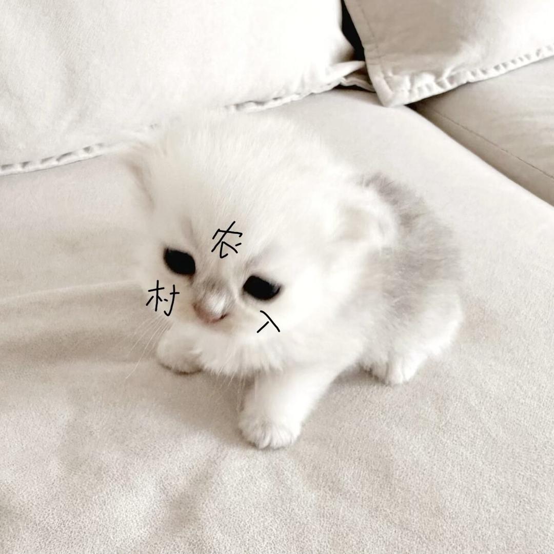 Feline