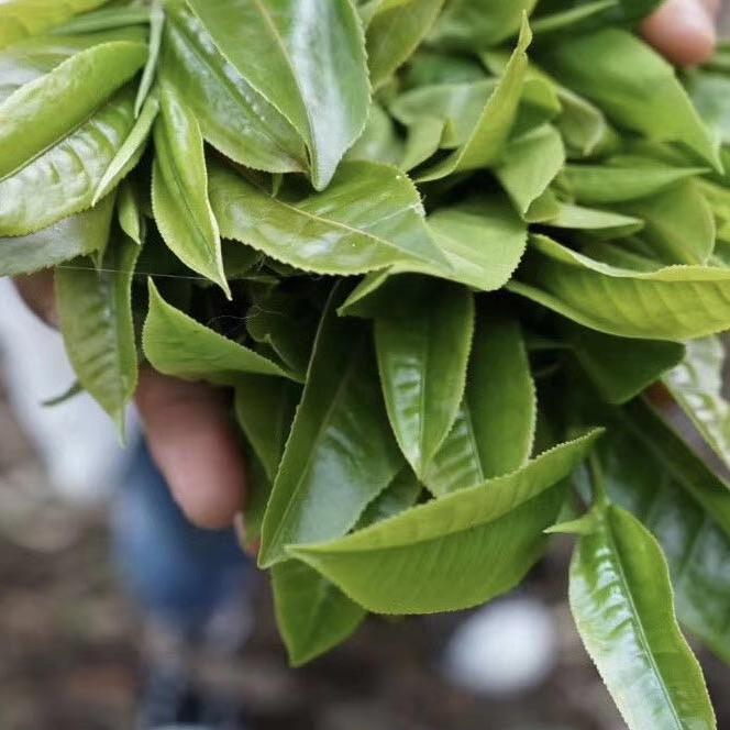 勐海郁茗香茶坊（产地普洱茶）