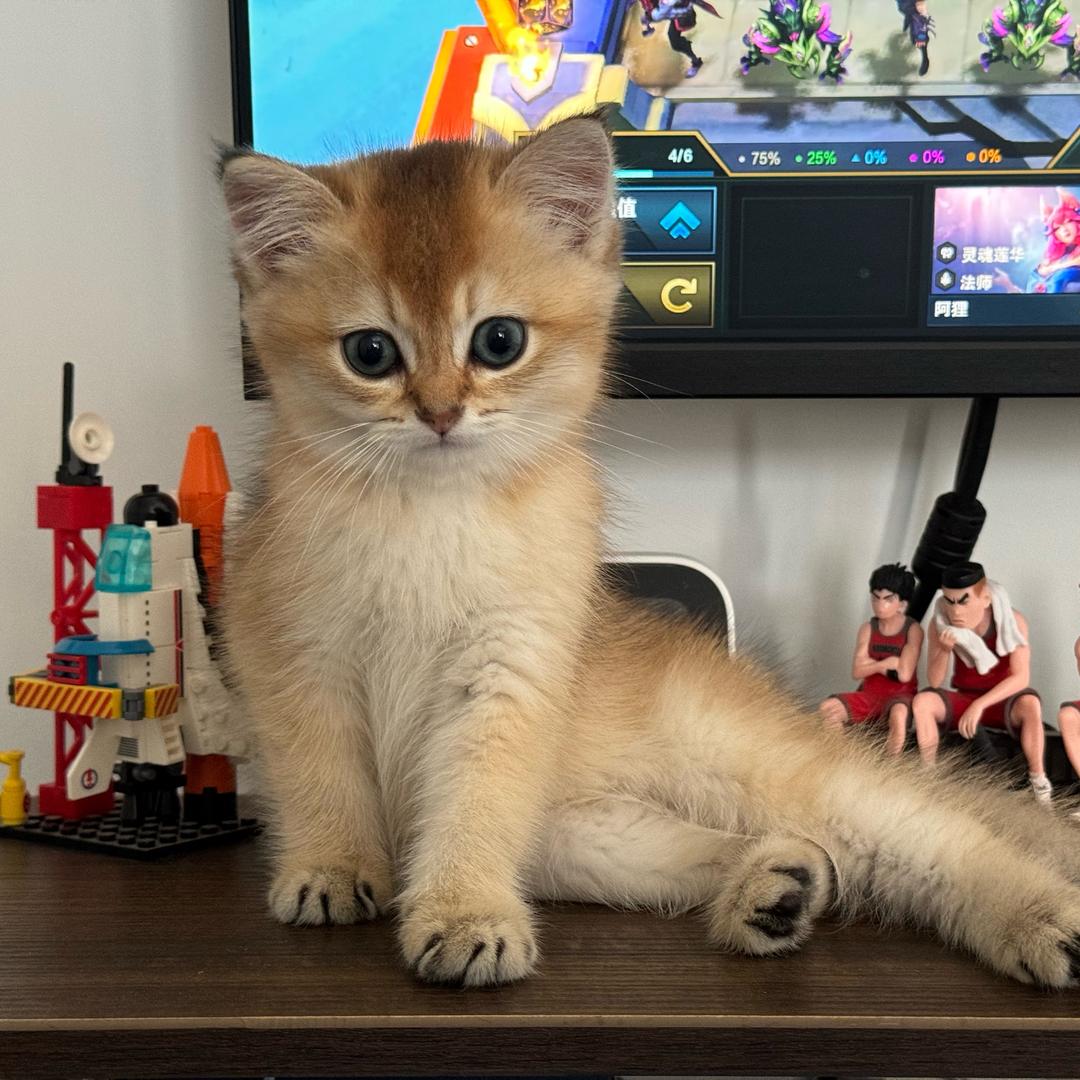 🐱富贵❤️多多🐶