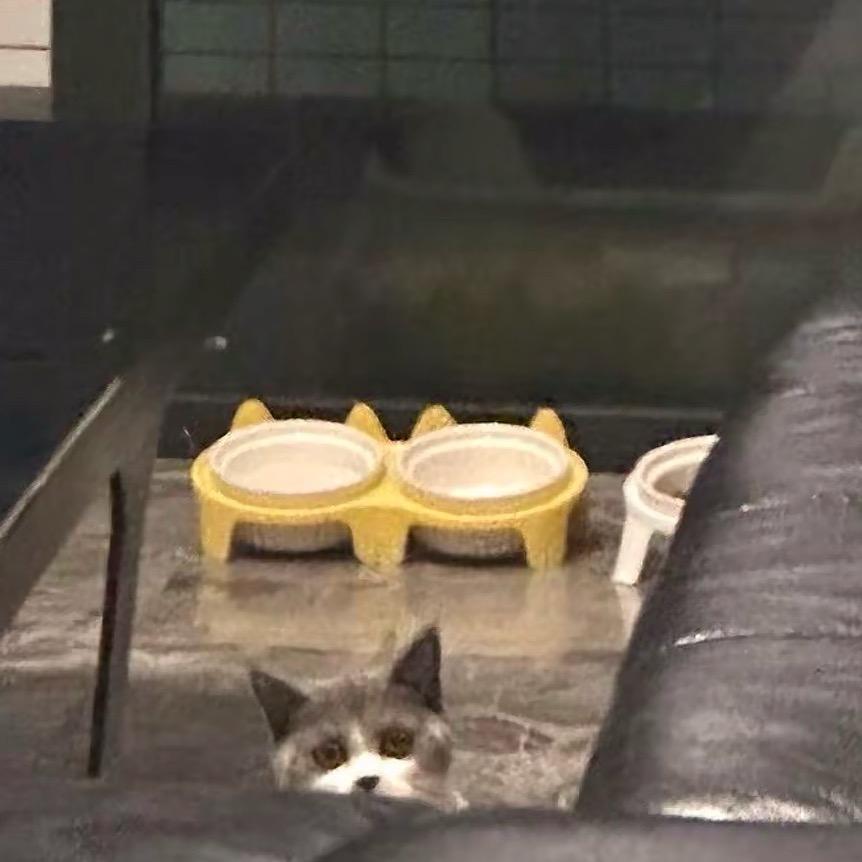 菲常了不起