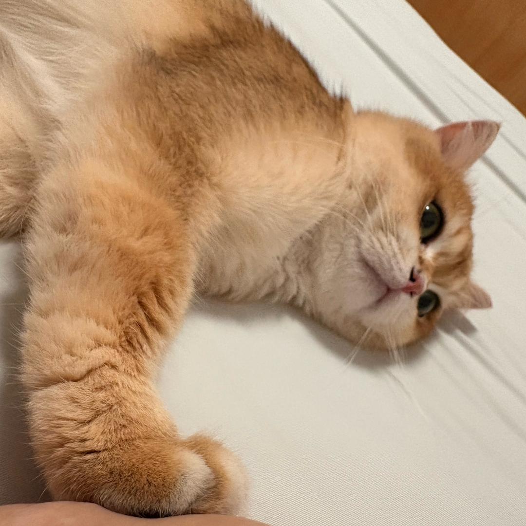 曲奇