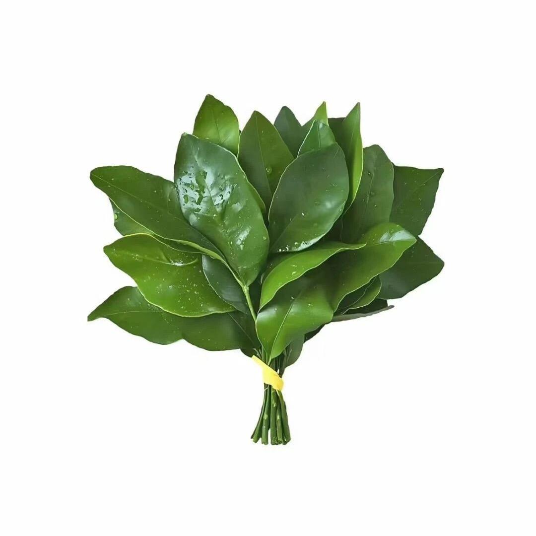 马喽有根大鼻毛