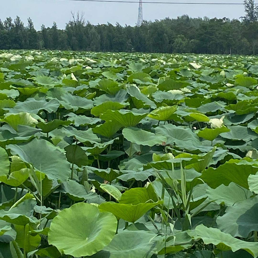 小狗蛋