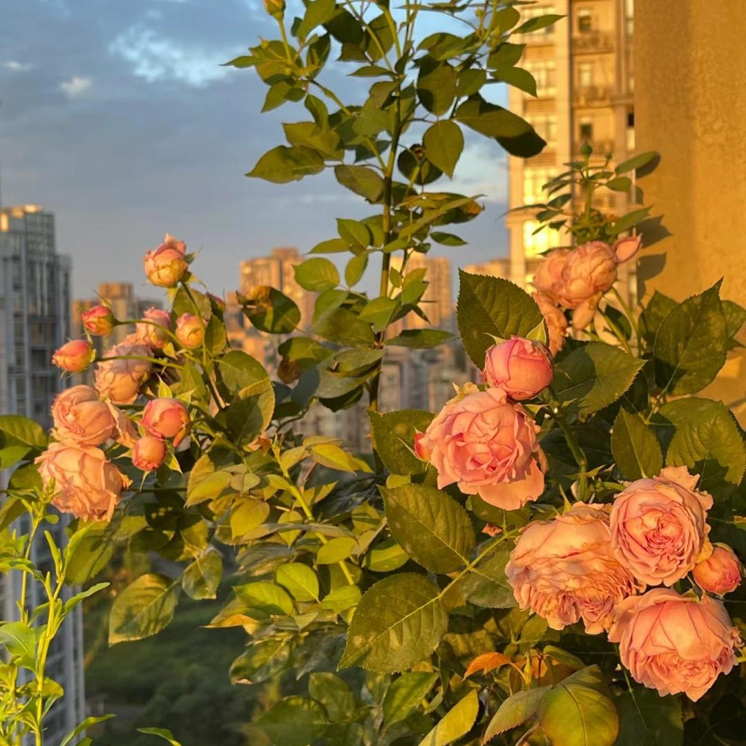 小梨花