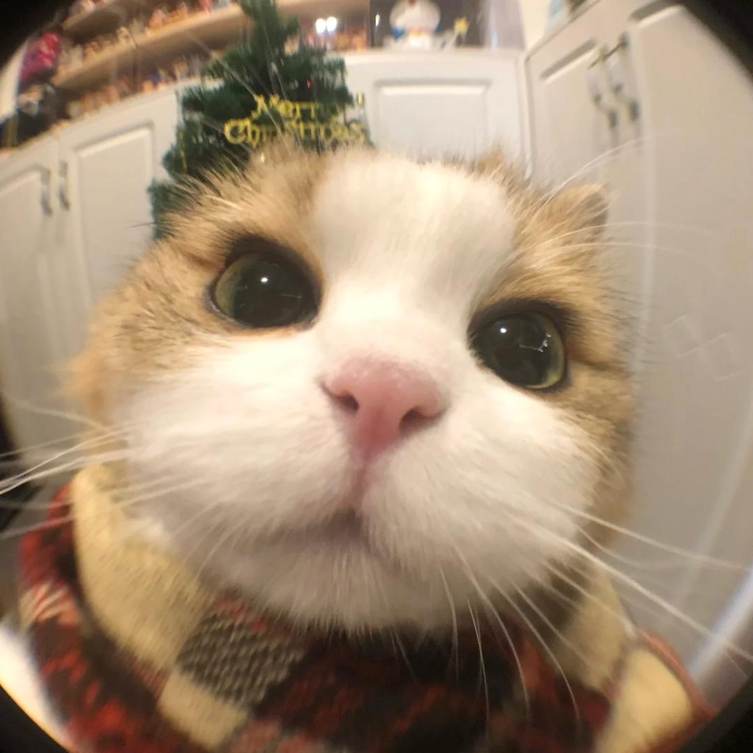 kitten